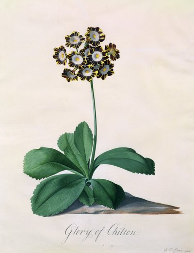 Glory of Chilton (gouache på vellum) af Georg Dionysius Ehret